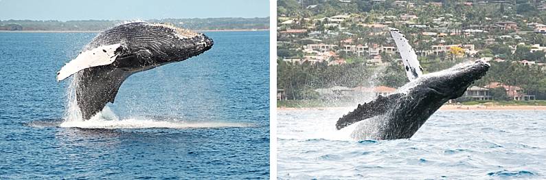Hawaii Whale Watching Breaches