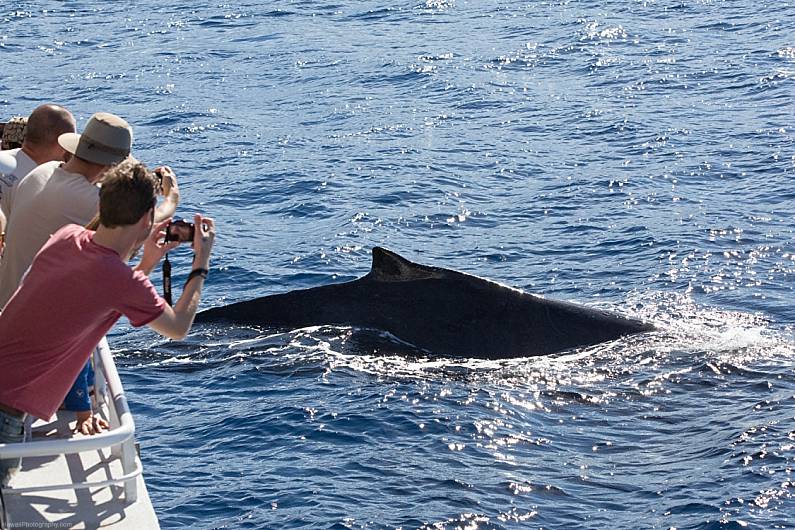 Hawaii Whale Watching Tour Photos