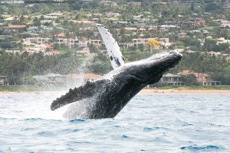 whale watch in Kihei Maui
