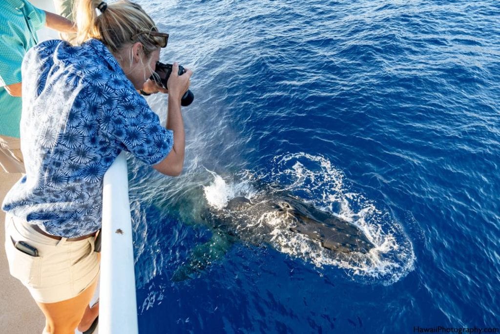 Maui whale photographer