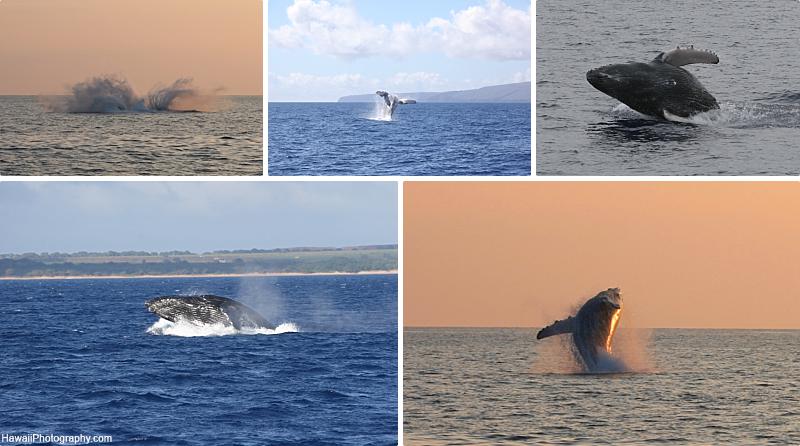 Humpback Whale Behavior Breach