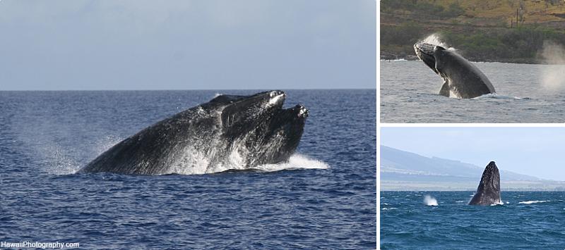 Humpback Whale Behavior Spy Hopping