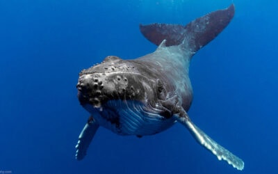 Humpback Whale Behavior