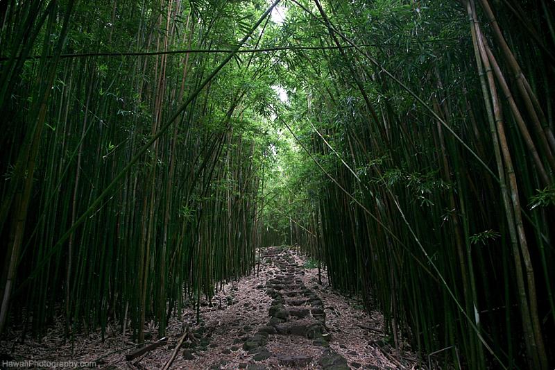 Kauai Maui Comparison Hike Bamboo Forest